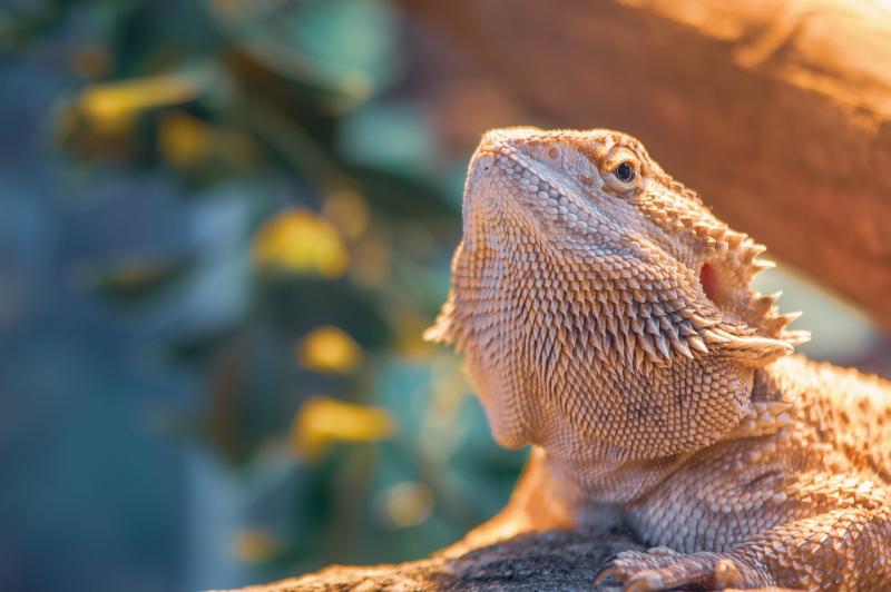 Simple Solutions for Your Bearded Dragon's Health