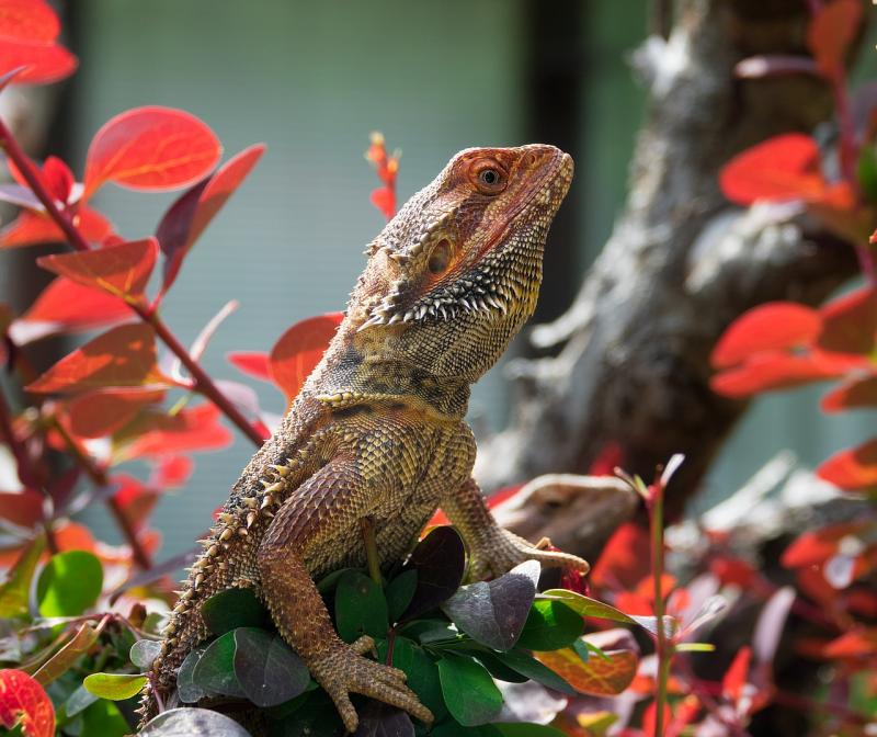 Discover the fascinating journey of bearded dragons from ancient times to today