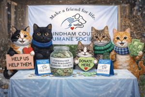 Supporting Rescue Cats and Compassionate Care in Windham County