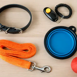 Must-have gear to help you train your furry friend