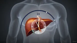 Physiologische Zusammenhänge zwischen Leberfunktionen und Schlafrhythmus
