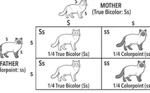 A Masterclass in Himalayan Thermoregulation and the White Spotting Allele