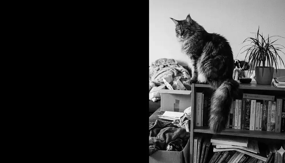 Searching For The Maine Coon Cat and Finding the Structural Failures of Feline Mass