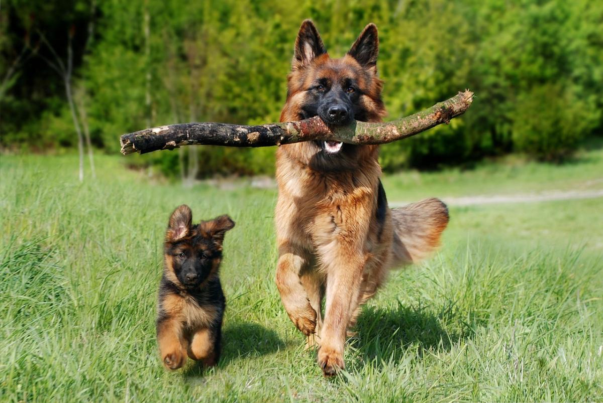 The Importance of Training Your Dog