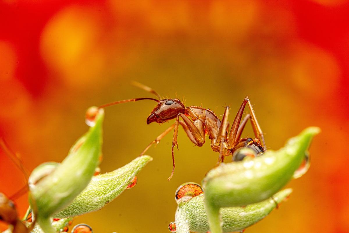 Common Dangerous Ants in USA and How to Handle