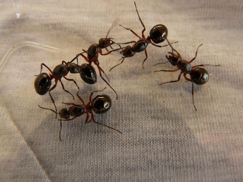 Simple ways to keep fire ants away from your plants and prevent a frustrating infestation