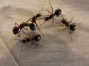 Simple ways to keep fire ants away from your plants and prevent a frustrating infestation
