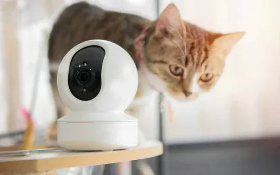 Smart Pet Tech for Cats: Indoor & Outdoor Care Made Easy