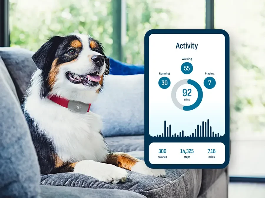 Best GPS Trackers for Dogs: Complete Buyer’s Guide