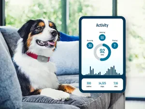 Find the perfect GPS tracker to keep your furry friend safe and always in reach