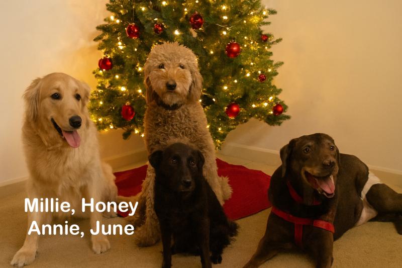 Their foster home is their snug Christmas Sanctuary.”