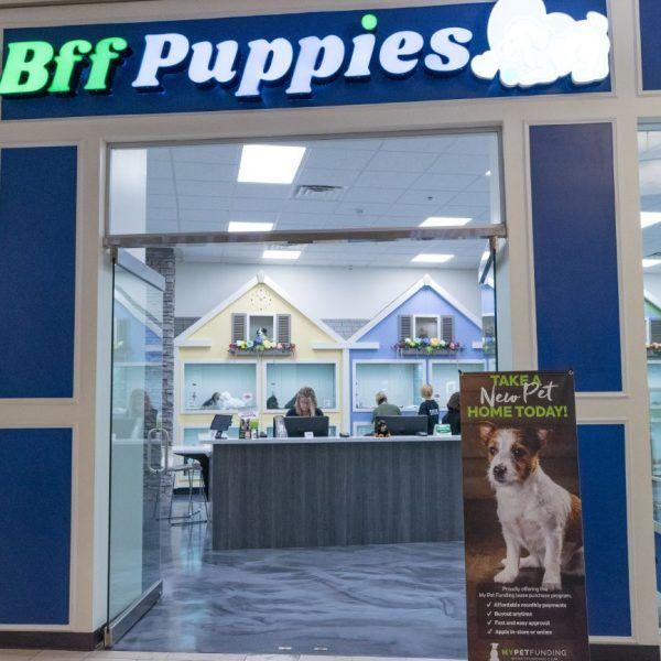 Puppy Brokers and Pet Store Cruelty