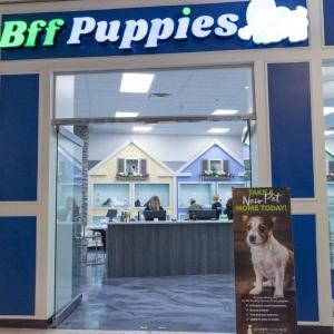 What Pet Stores Don’t Tell You About Puppy Brokers