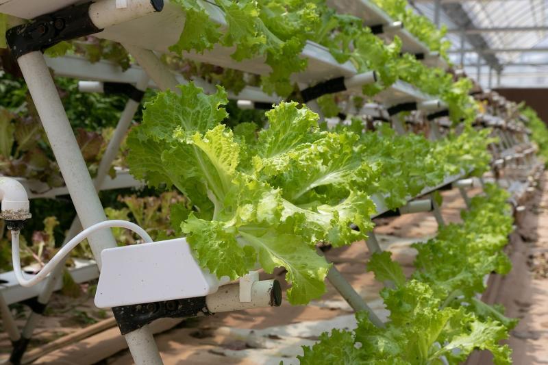 Discover how hydroponics is changing the way we grow our food and care for the planet