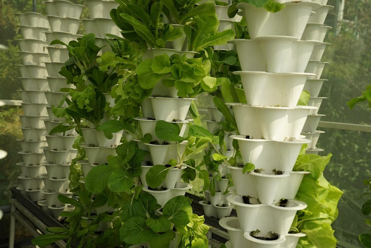 Hydroponics Aeroponics Aquaponics Which Is Best?