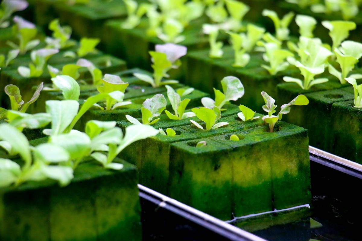 Grow Green: The Eco-Friendly Hydroponic Advantage