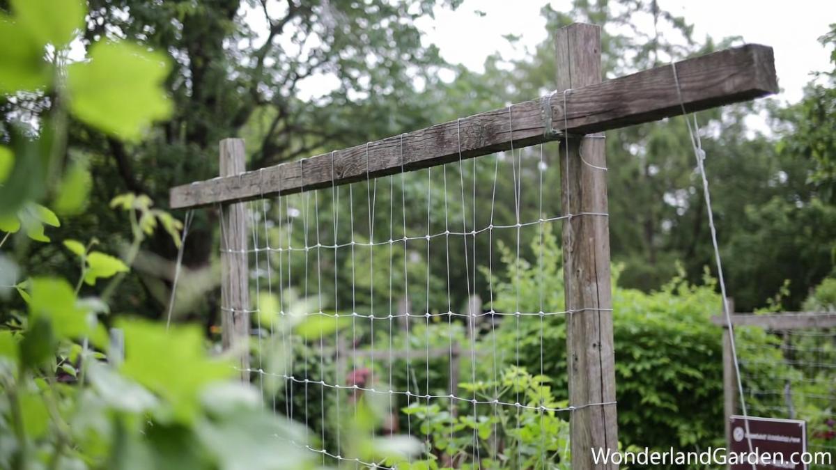 How to Build a Trellis for Vegetables: The Complete Grower's Guide