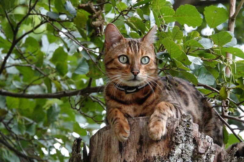 Everything your Bengal cat needs to thrive and be happy