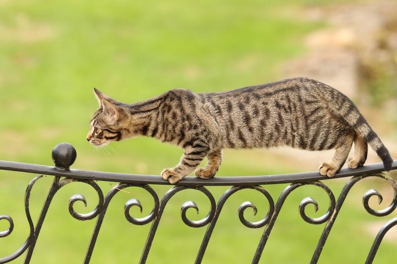 Simple tips to help you train your Bengal cat while keeping it enjoyable for both of you