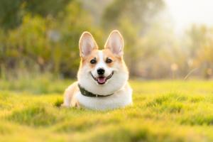 From Exercise to Nutrition, Here's How to Keep Your Furry Friend Happy and Healthy