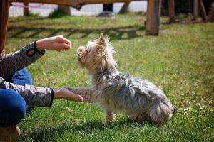 Tips and Techniques-from basic obedience to advanced tricks