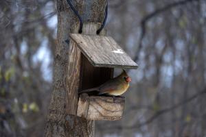 Find the Perfect Home for Your Feathered Friends