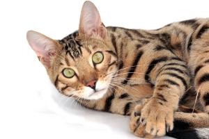 Learn About the Fascinating Traits and History of Bengal Cats from These Fetching Fun Facts