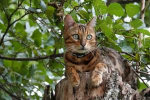 Everything Your Bengal Cat Needs to Thrive and Play