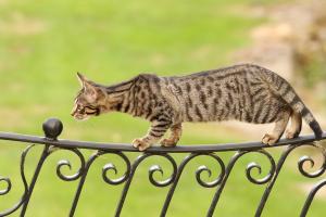 Tips and tricks to make training fun and effective for your Bengal kitty