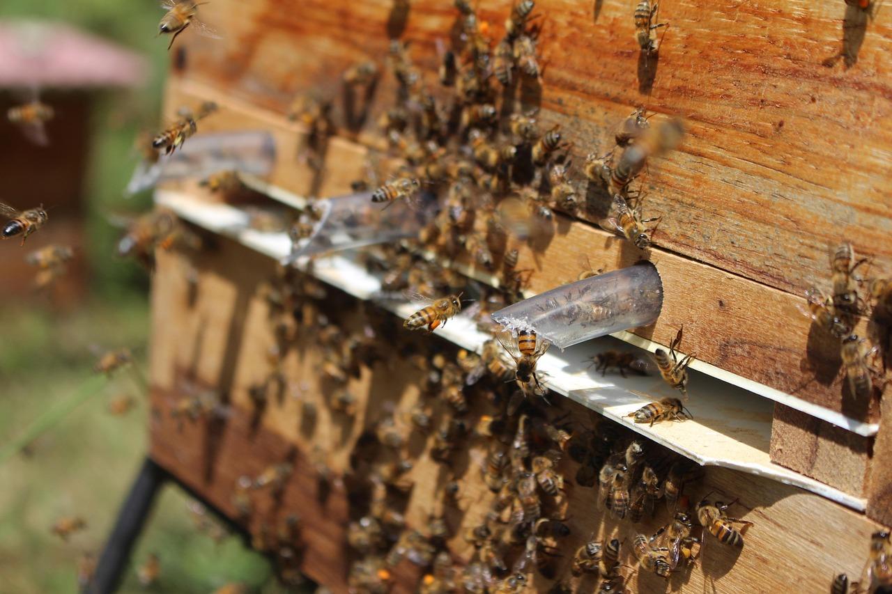 Must-Watch Movies for Backyard Beekeepers