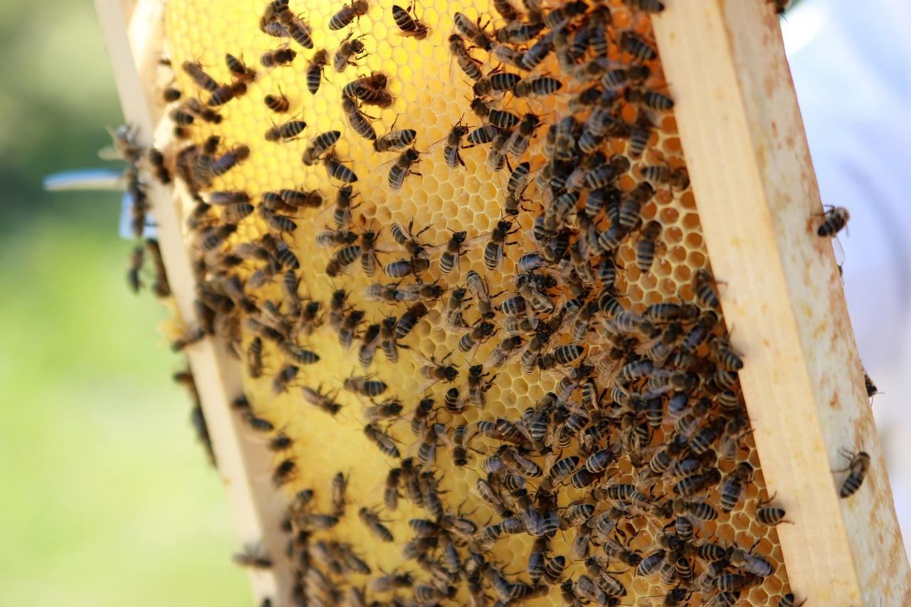 Top Must-Have Products for Backyard Beekeeping
