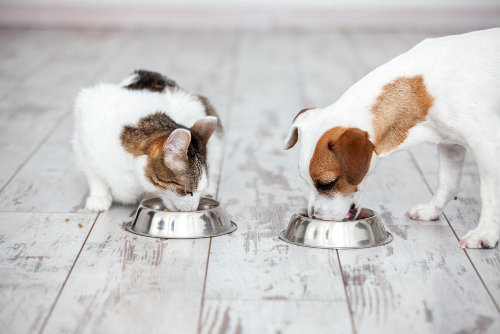 Understanding Pet Nutrition for Daily Feeding
