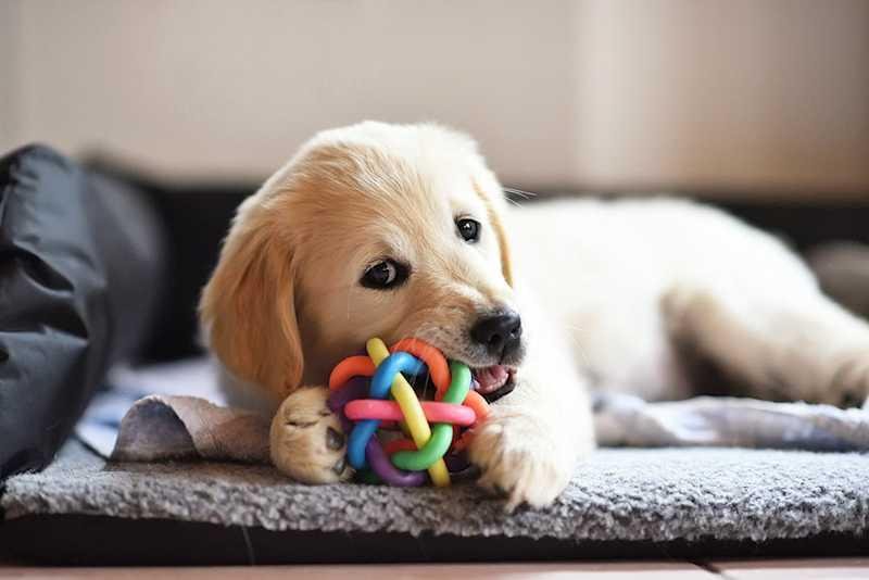 Choosing the Best Pet Toys for Play & Enrichment
