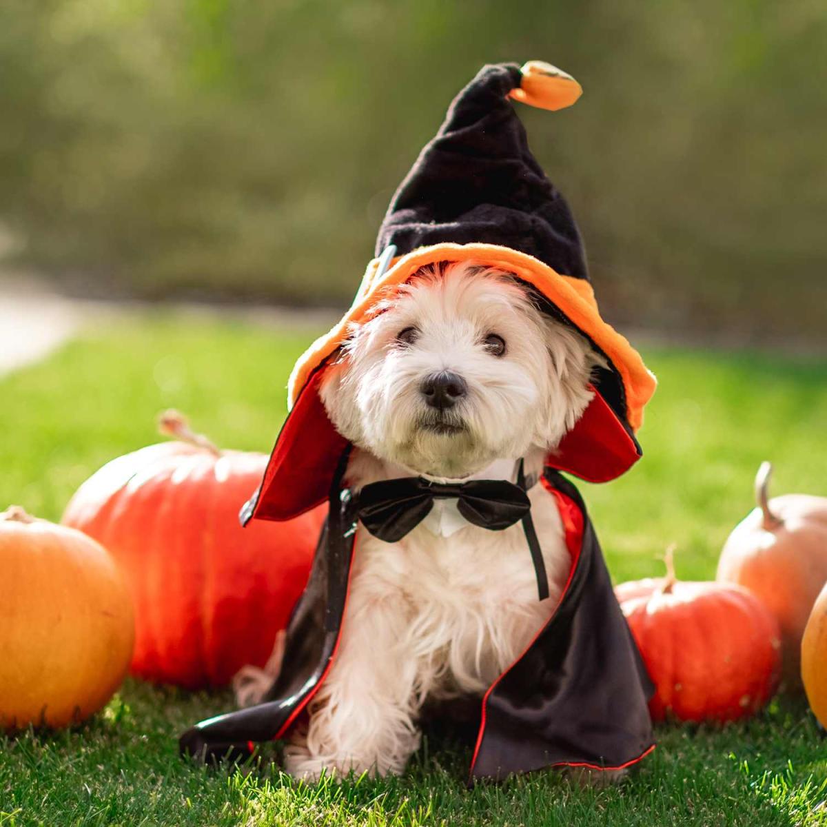 Best Seasonal Pet Supplies for Every Time of Year