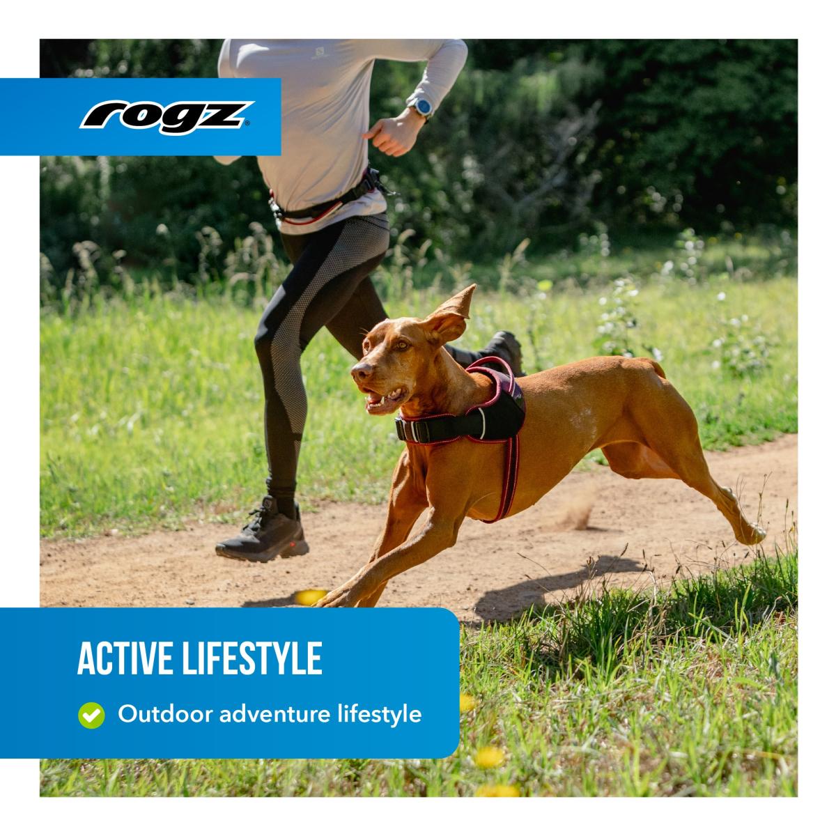 Pet Outdoor Gear for Walks, Travel, and Adventures