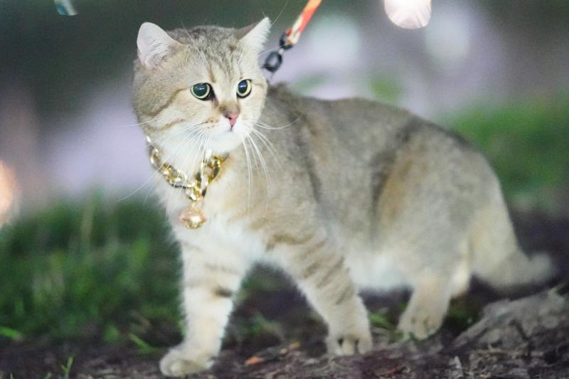 Find the perfect fit and style for your furry friend