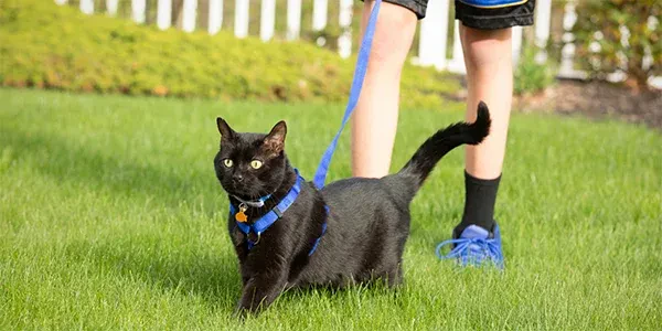 Cat Harnesses vs Collars: Everyday Use Differences