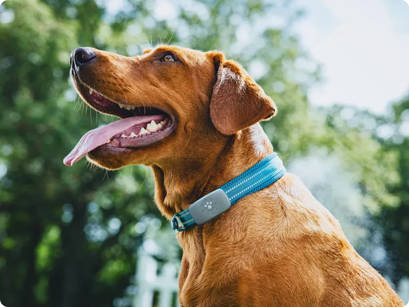 Discover how these handy devices give pet parents peace of mind