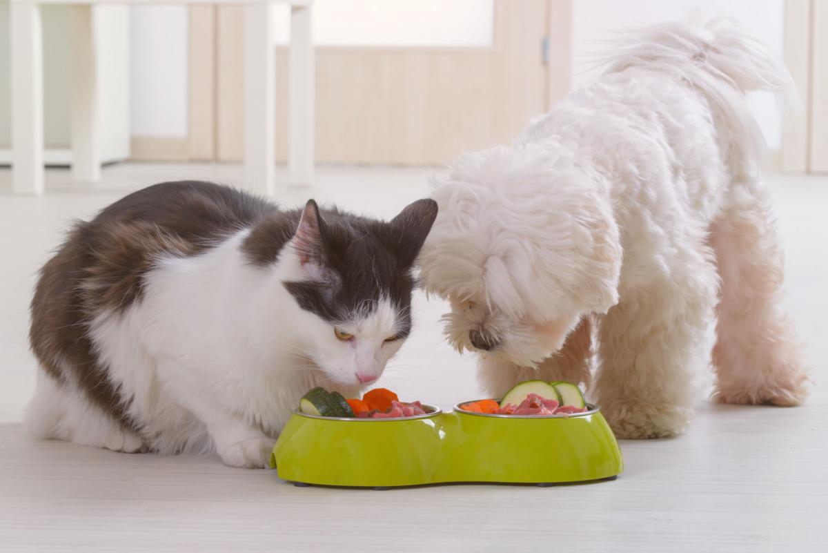 Building a Simple Pet Nutrition Routine