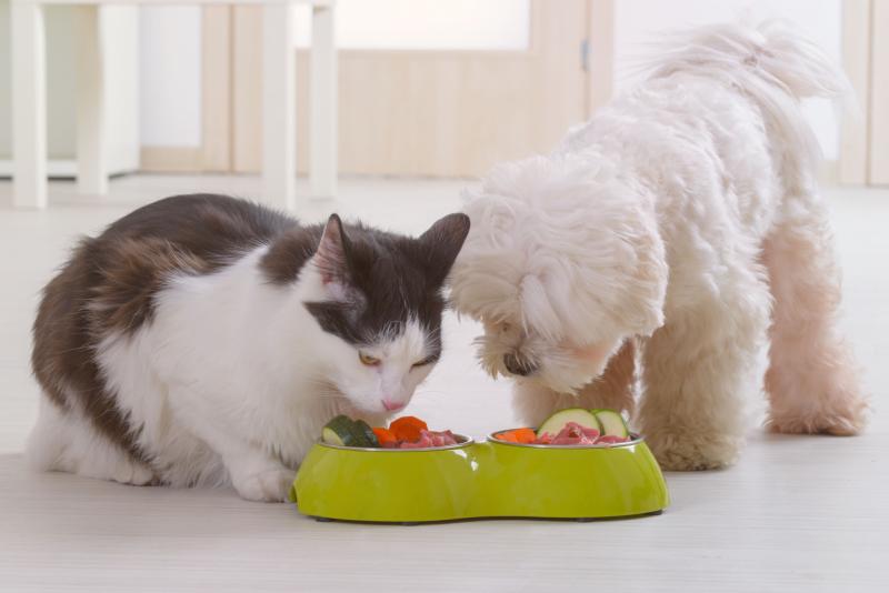 Create a Happy and Healthy Diet for Your Furry Friend