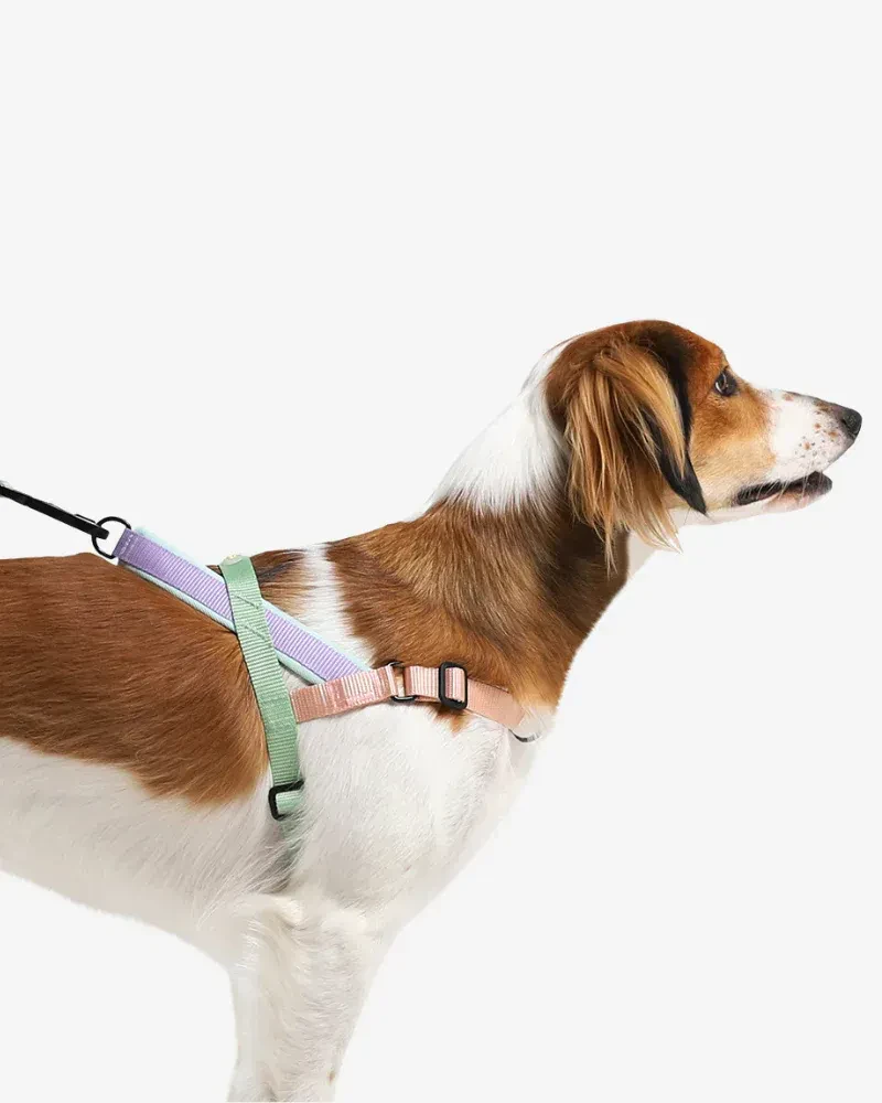 Choosing Dog Harness Styles for Walks