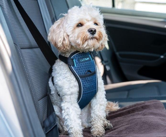 Keep your furry friend safe and comfy on every car ride