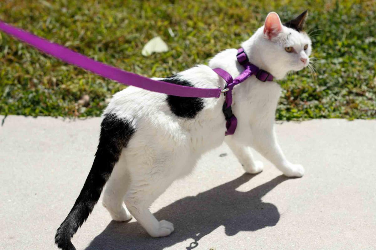 Cat Leashes for Supervised Outdoor Time