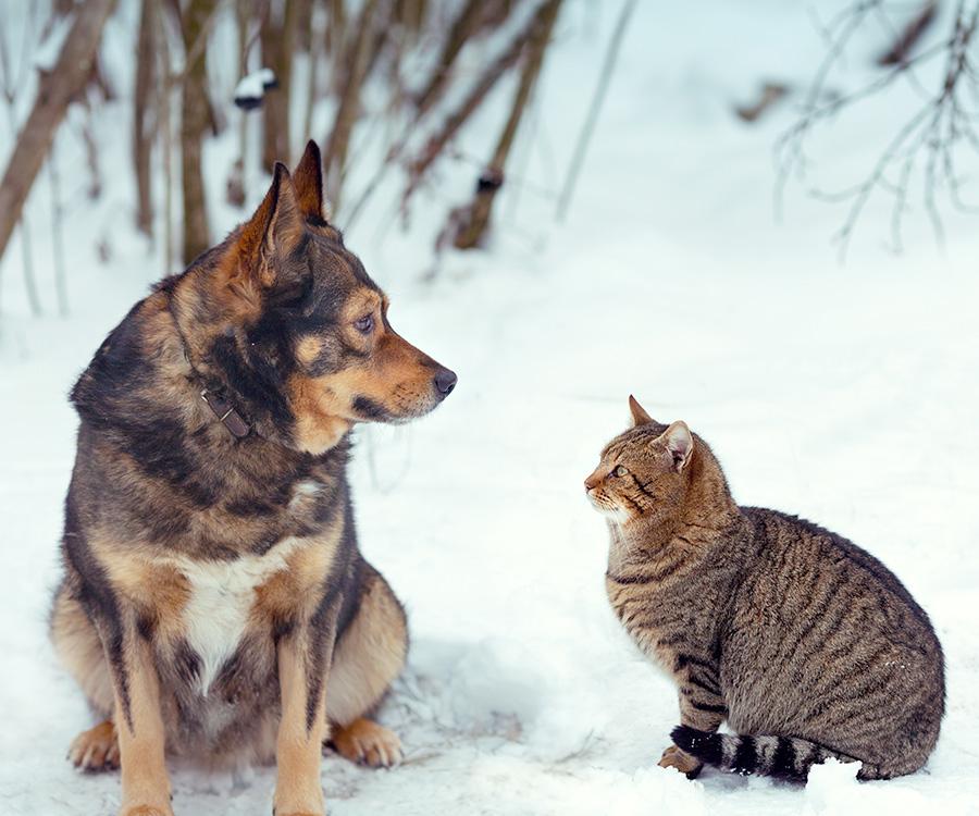 How to Keep Pets Engaged During Cold Seasons