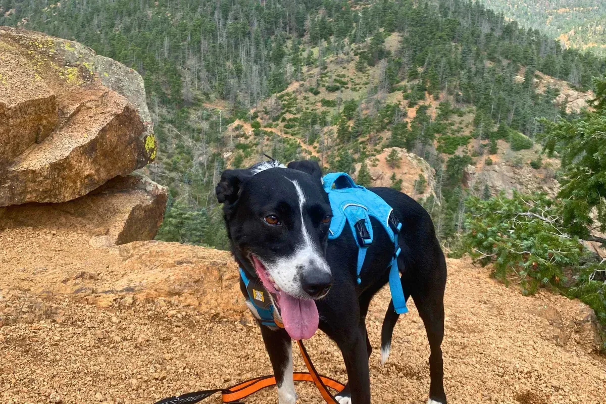 Outdoor Adventure Tips for Active Dogs