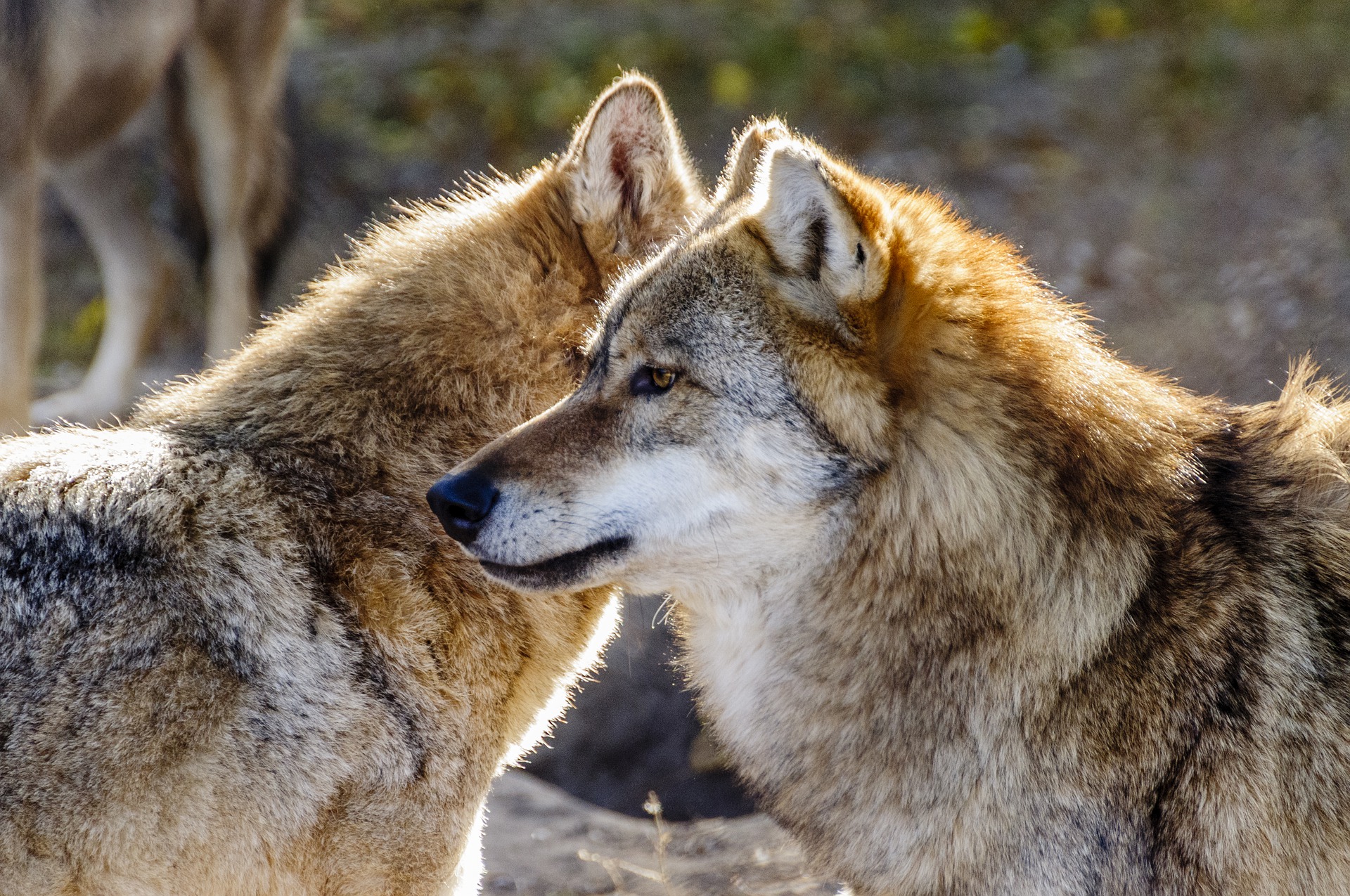 Ultimate Guide to Wolf Species