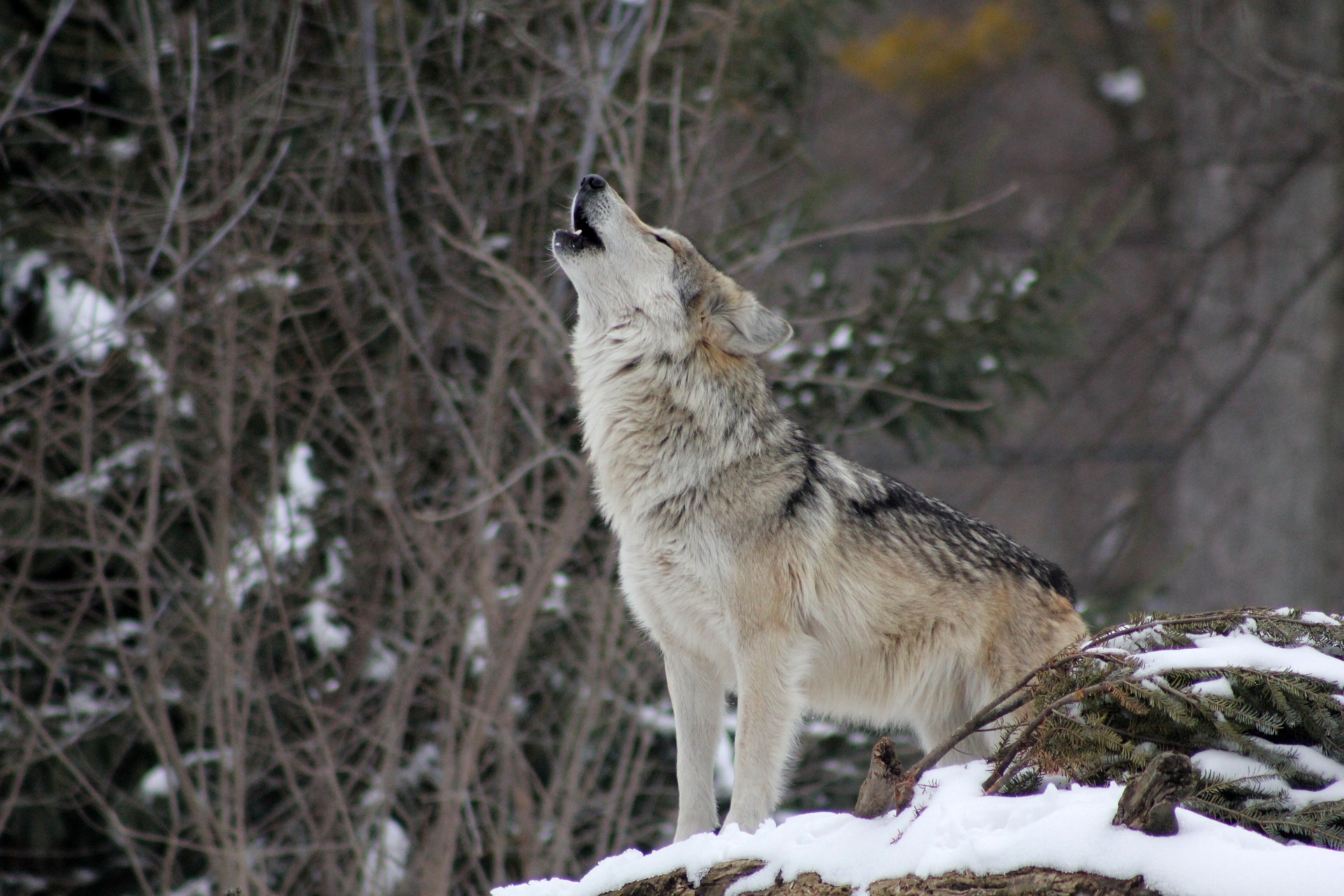 Examining the Endangered Status of Wolves