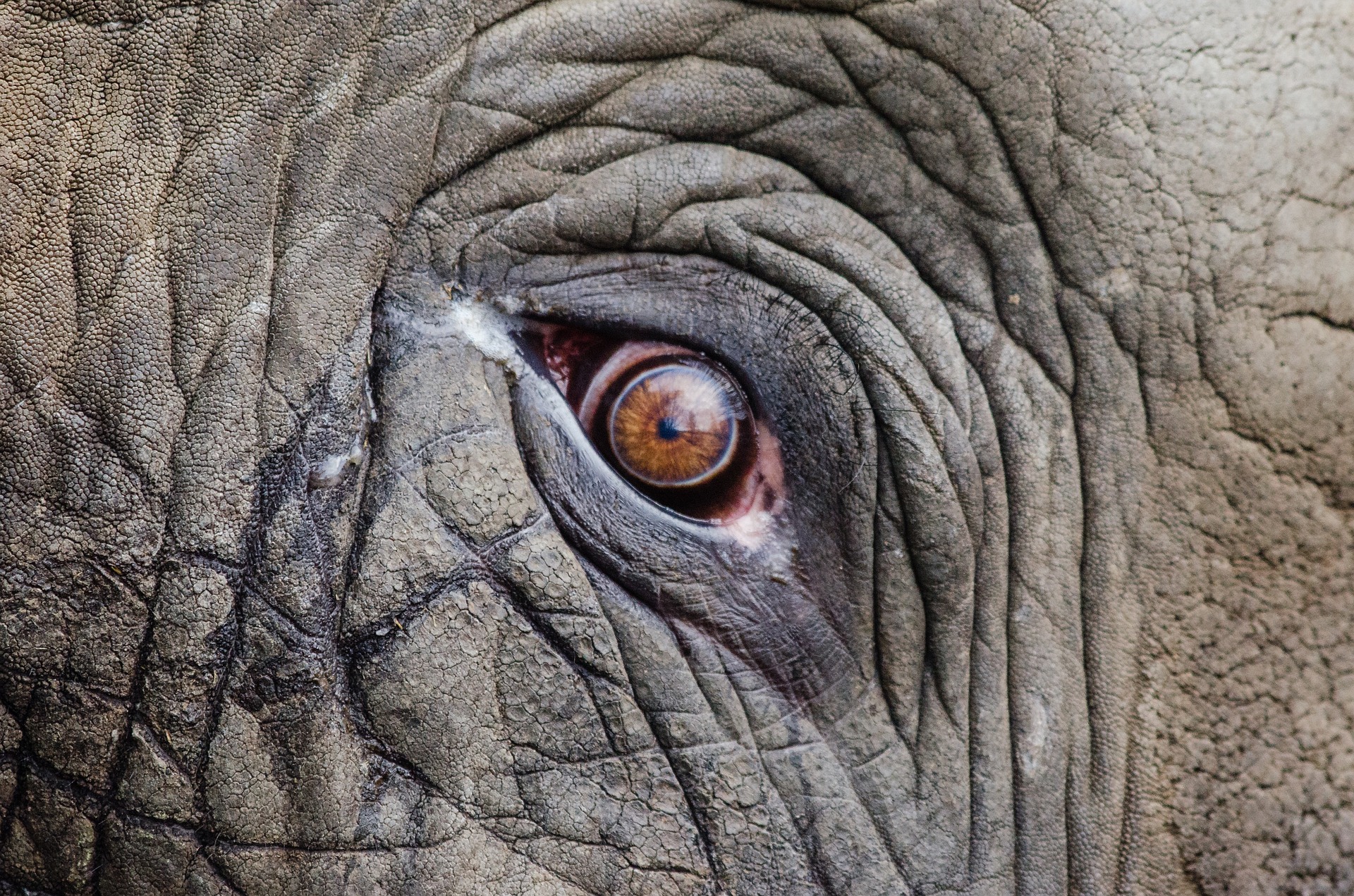 Elephants: A Closer Look at Their Intelligence