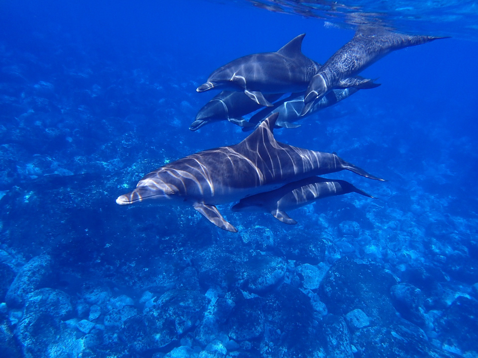 Dive into the World of Dolphin Habitats
