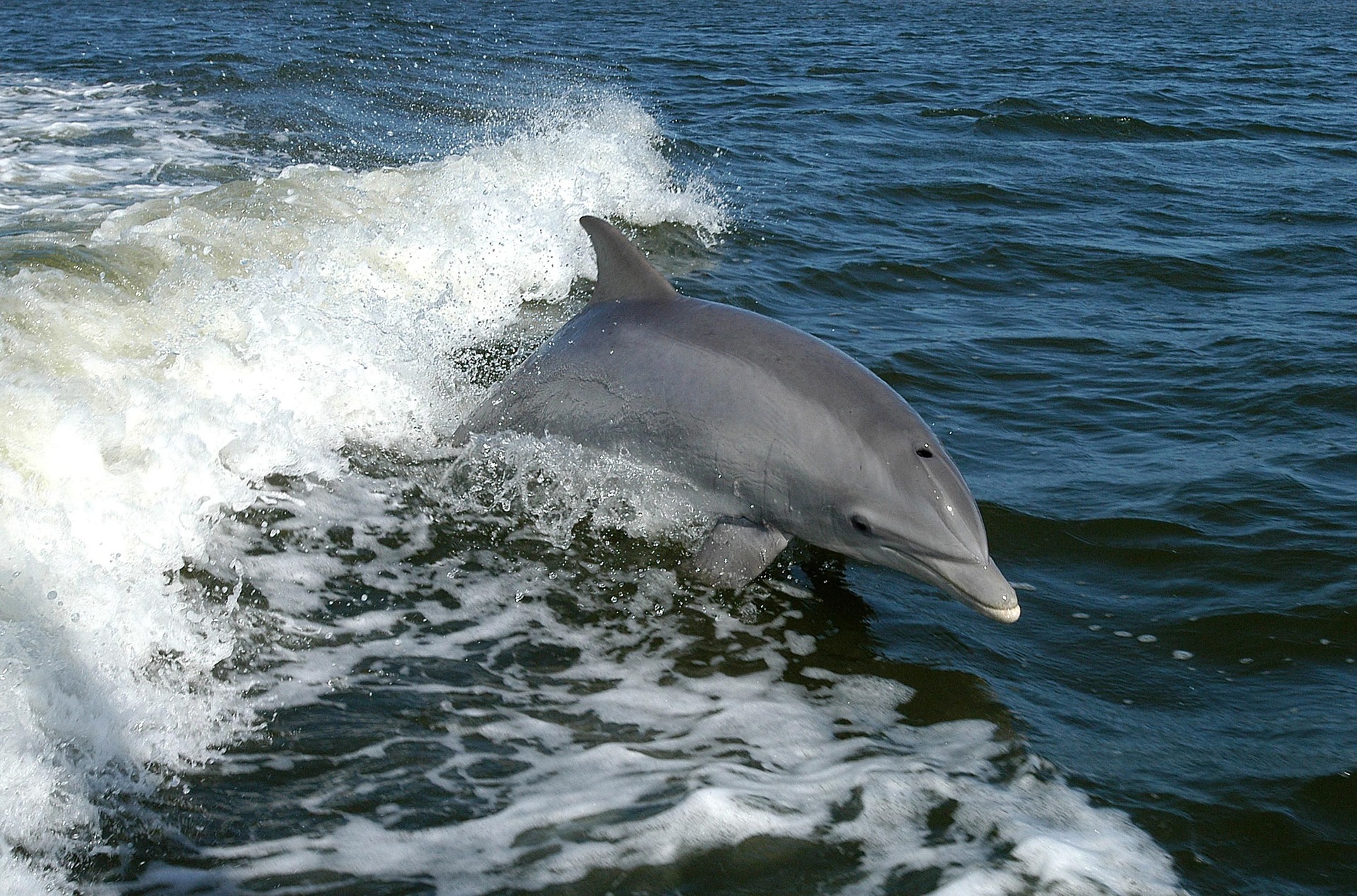 The Endangered Status of Dolphins